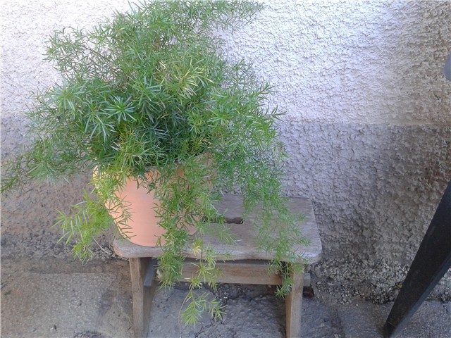 Moj vrt